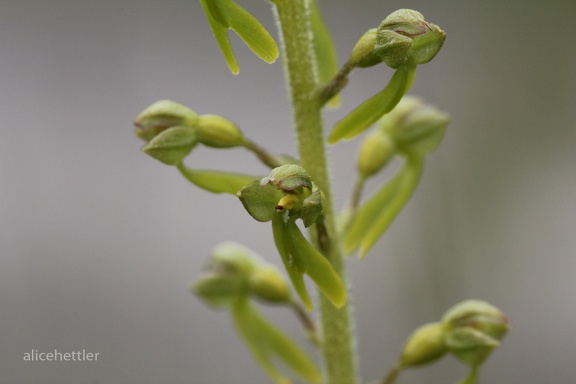 Großes Zweiblatt (Neottia ovata)